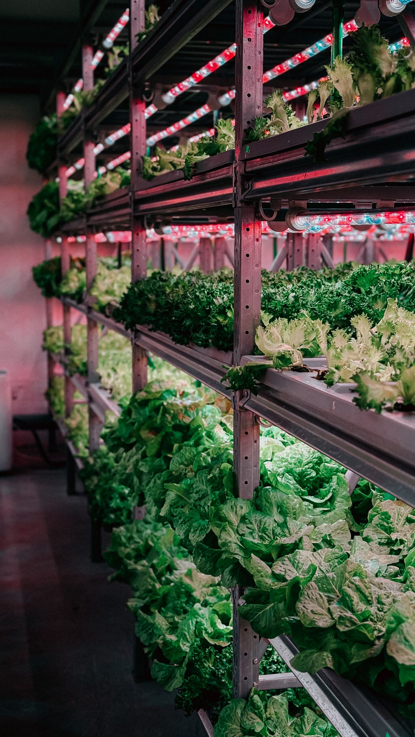 led grow lights hydroponic